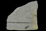 Pennsylvanian Fossil Horsetail (Sphenophyllum) Plate - Kentucky #142419-2